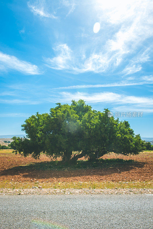 在摩洛哥的阿甘树种植园