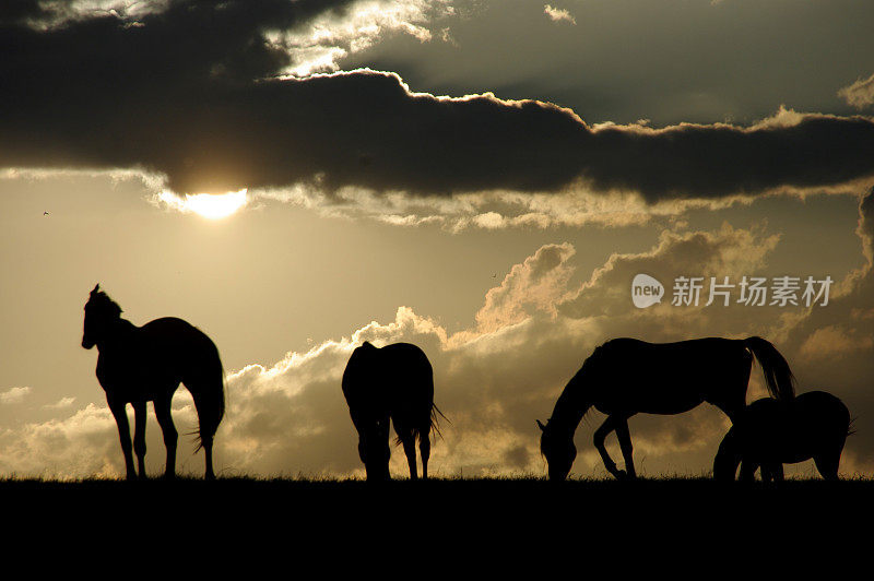 日落时放牧的马