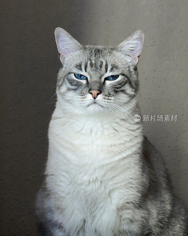 一只蓝眼睛的灰猫的肖像。