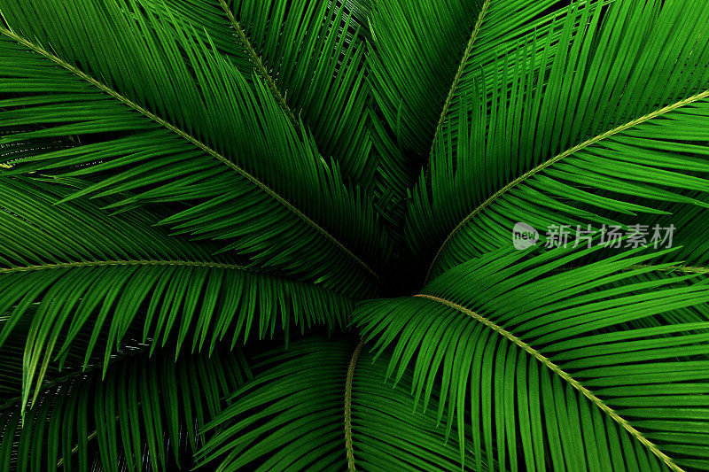 棕榈叶绿色图案，抽象的热带背景。