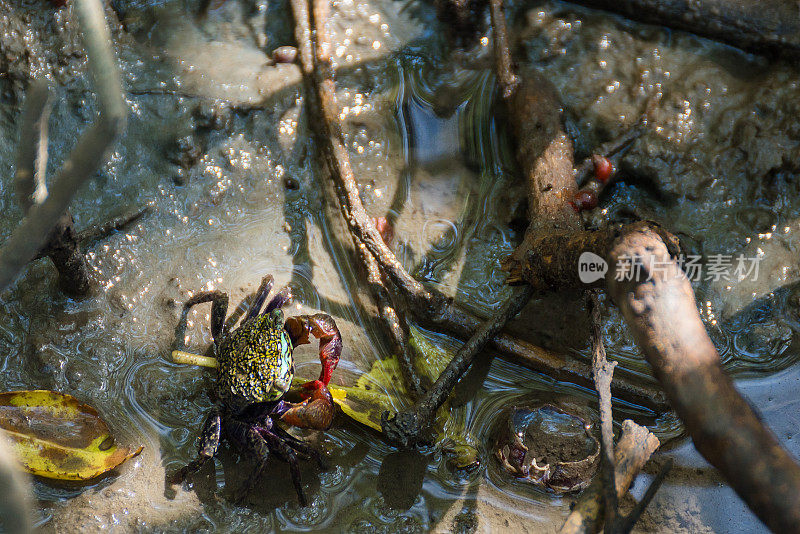 泰国红树林里的螃蟹。