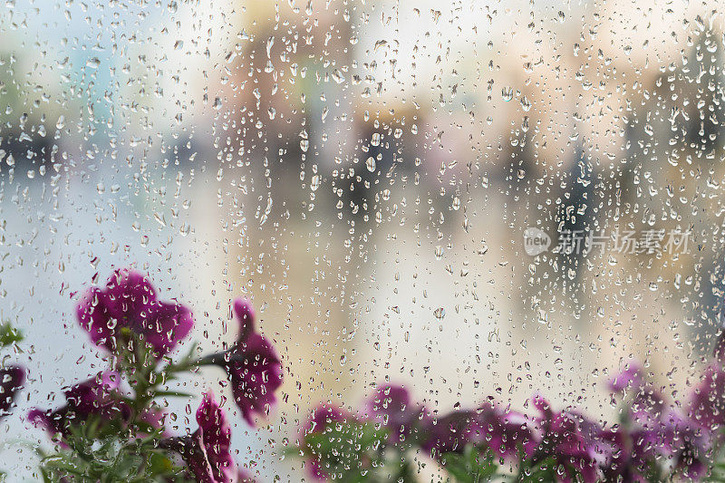 紫色的花后面沾着雨水的湿窗，模糊了街道的散景。春季天气、季节概念、现代城市。放置文本，抽象背景