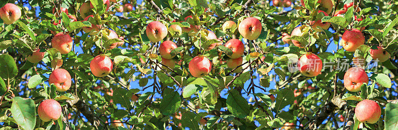 在果园里收获水果苹果，全景