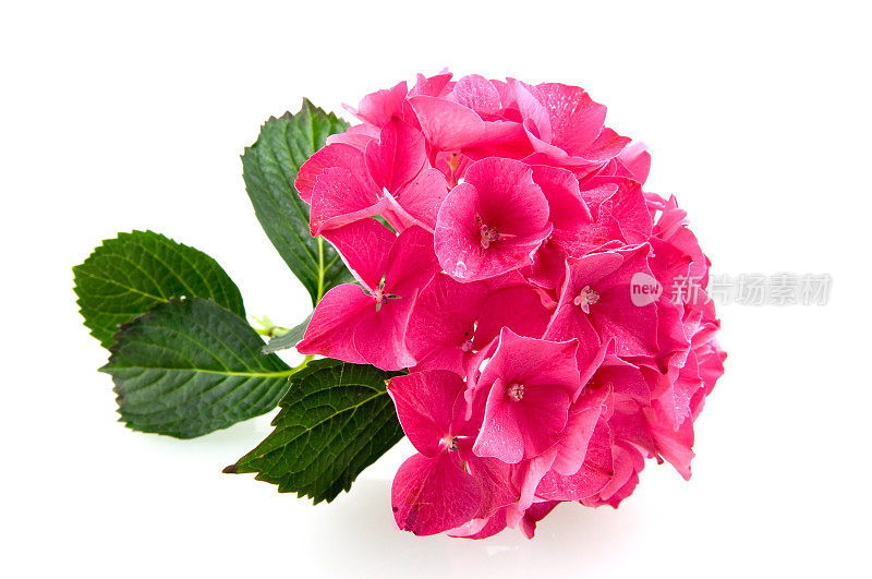 粉红色的绣球花绣球花属植物