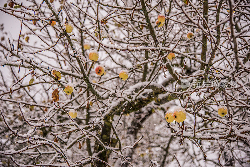 白雪皑皑的苹果树