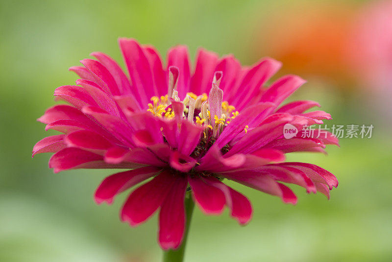 Zinnia在特写镜头