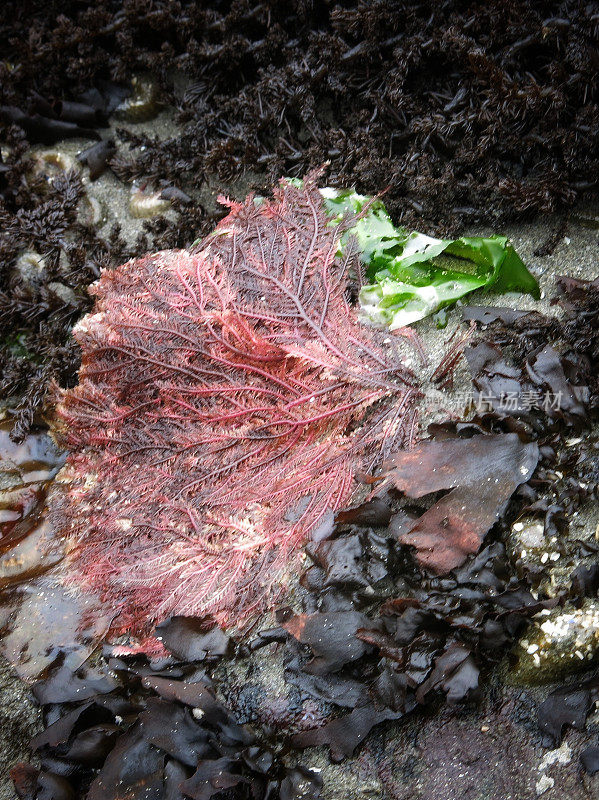 多叶的海洋生物，海葵，岩石上的海藻，奥林匹克海岸，华盛顿