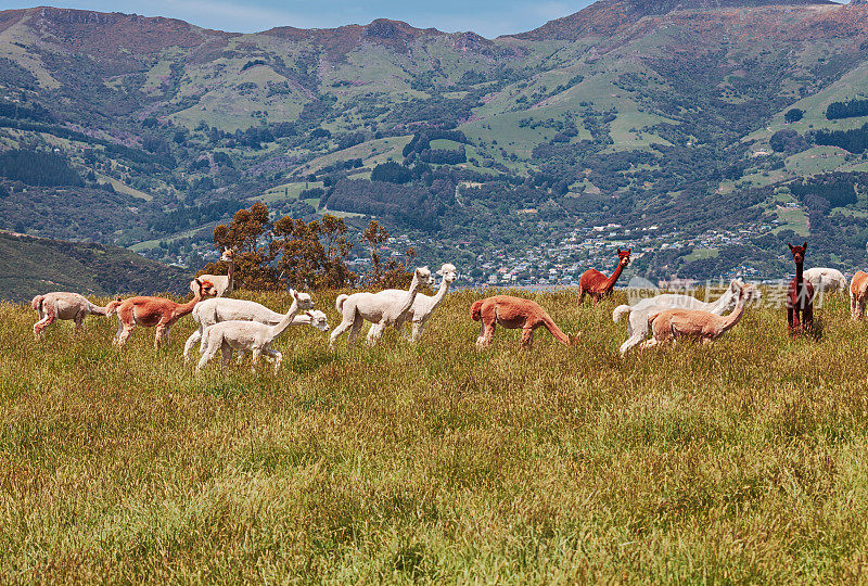 羊驼群在牧场上奔跑，阿卡罗阿，新西兰