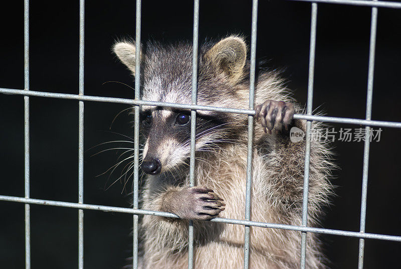 笼子里的浣熊。动物园里的浣熊。被囚禁动物的艰苦生活