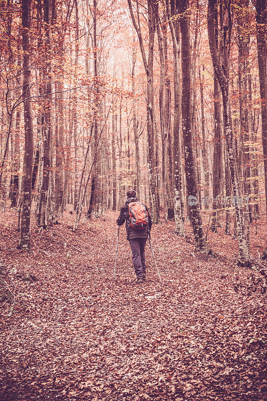 戴着银伞的老人漫步在欧洲秋日的山毛榉林中