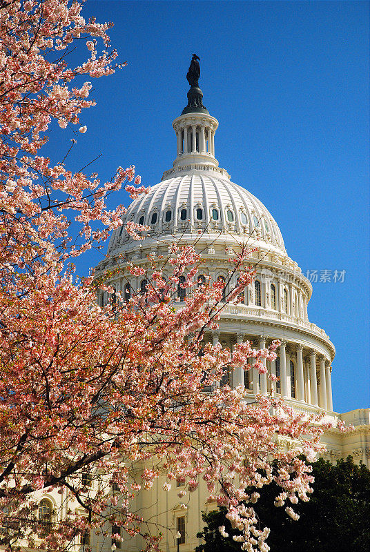 美国国会大厦的樱花盛开