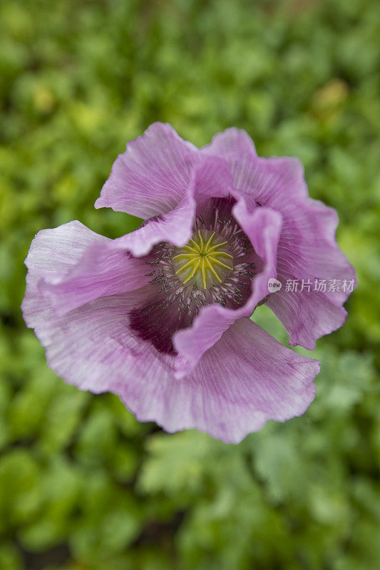 紫色的罂粟花
