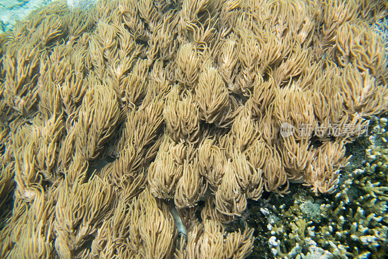 水下珊瑚运动