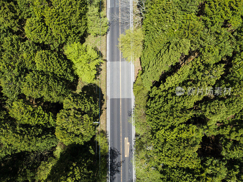 森林中笔直的道路鸟瞰图