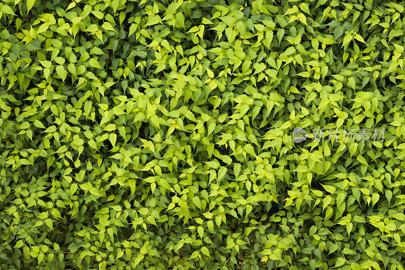 漂亮的新鲜的绿色灌木叶近距离纹理背景