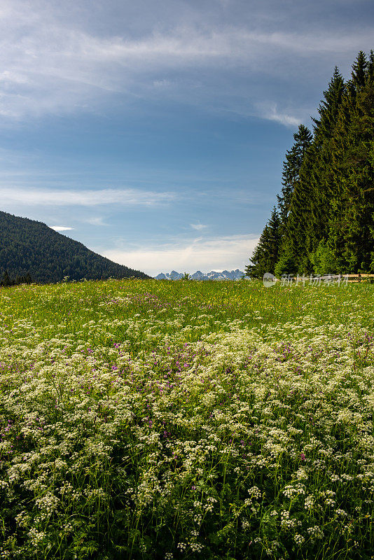 奥地利阿尔卑斯山西菲尔德附近的野花草地