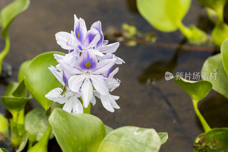 紫色水葫芦花，黑色水。绿叶小;昆虫