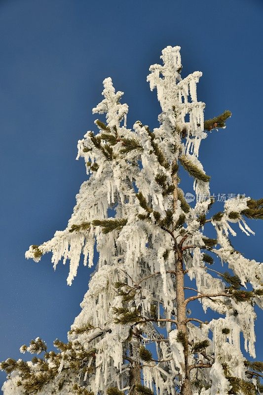 冰树