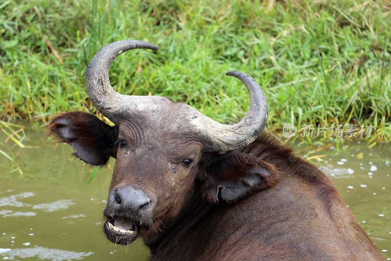 乌干达:近距离观察非洲水牛
