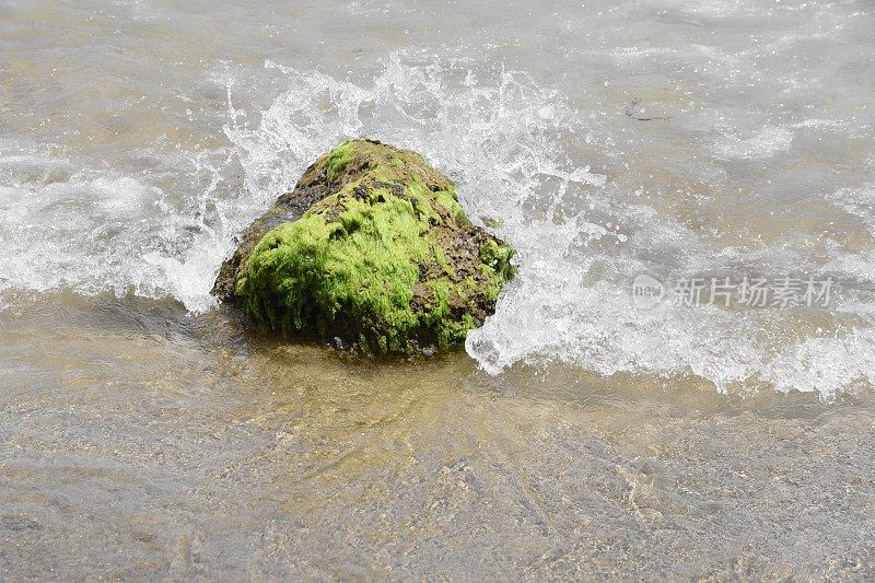 伊比沙海滩的海藻