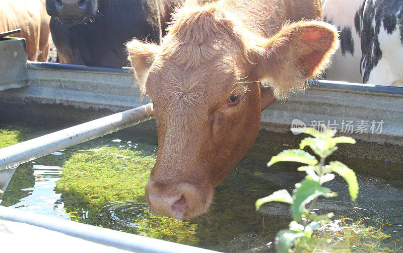 奶牛在水槽饮水