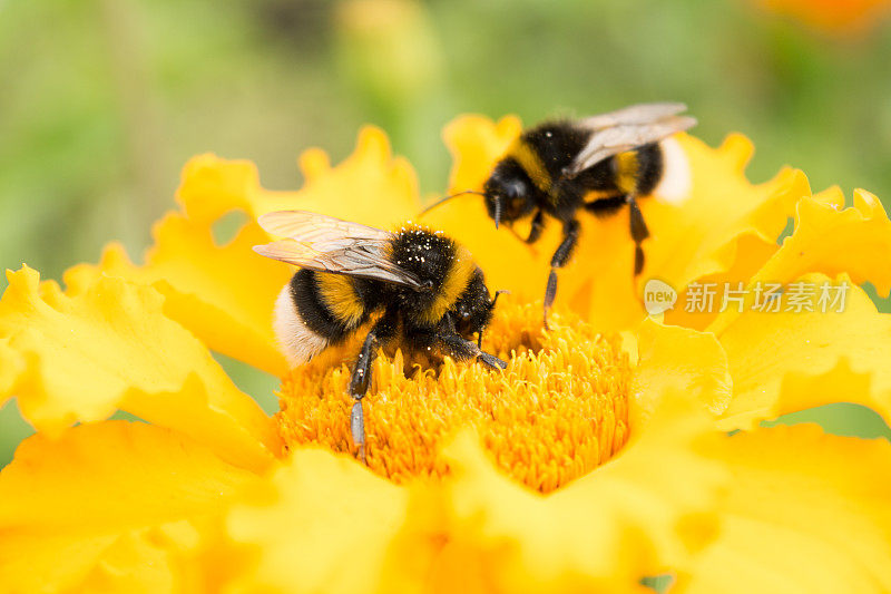 大黄蜂在黄花上收集花粉，选择性集中