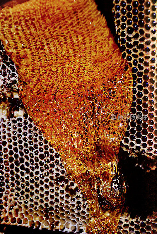 从蜂巢中提取蜂蜜