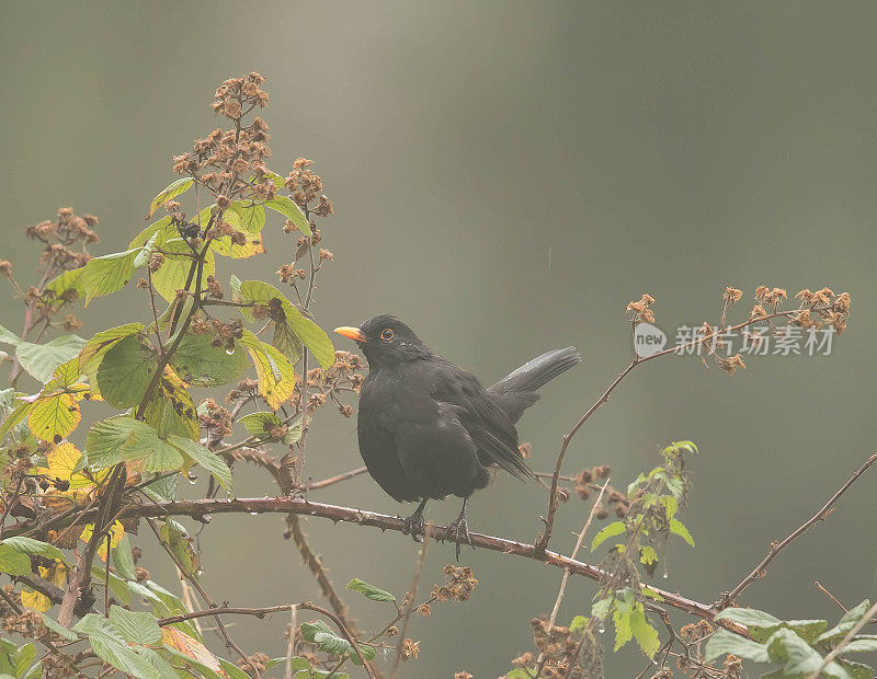 黑鸟