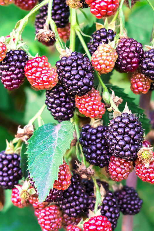 黑莓布什。一串黑莓，黑的，红的。成熟的黑莓。
