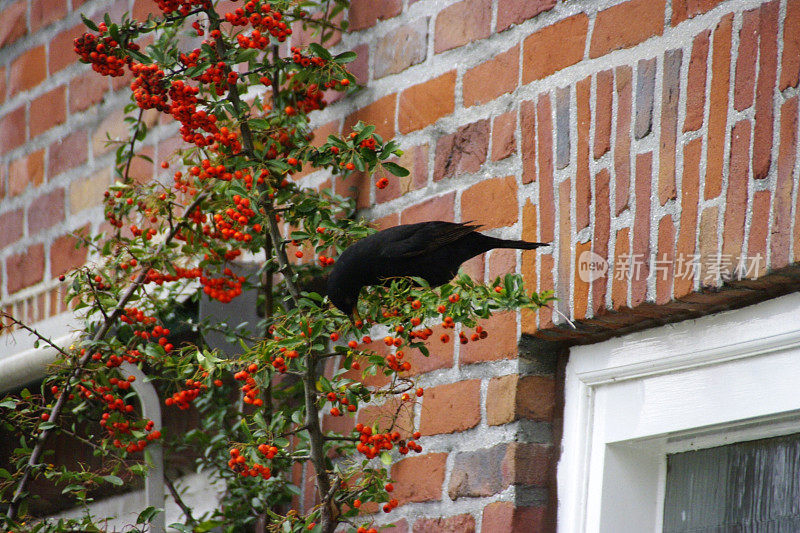黑鸟吃浆果