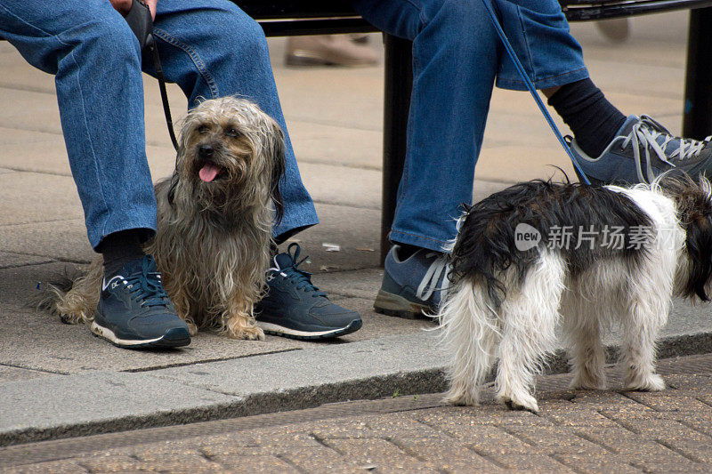 杂交诺福克梗犬坐在主人腿下。