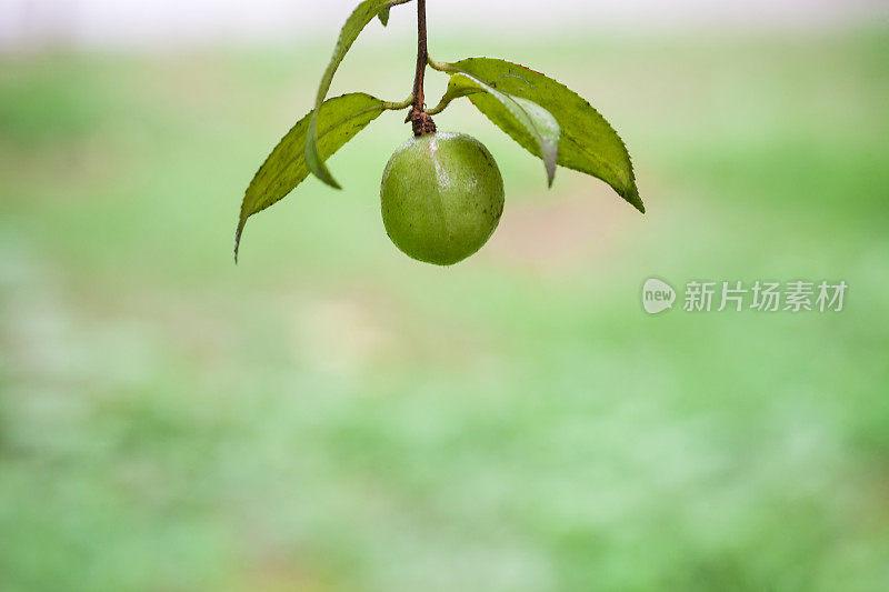 茶树上的茶籽，茶油是由这些种子制成的，一种像橄榄油一样的健康油