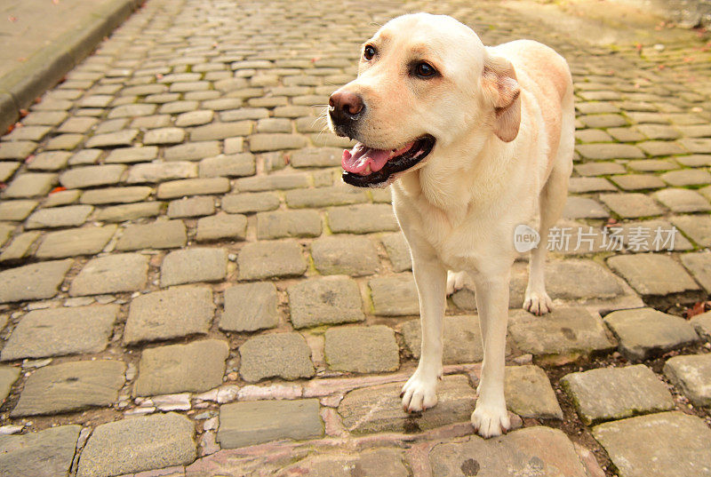 英国的拉布拉多寻回犬