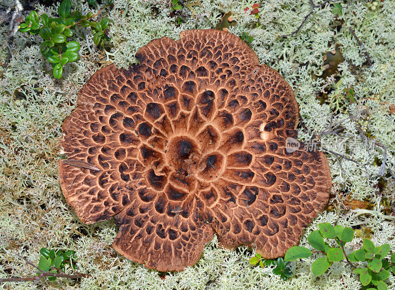 蘑菇,阿拉斯加,美国