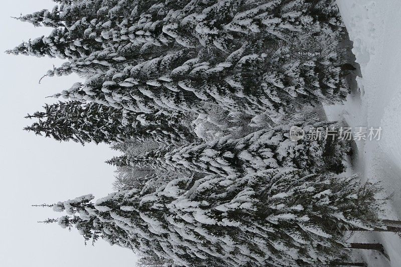 在欧洲阿尔卑斯山脉，冰雪覆盖的冬季景观和森林