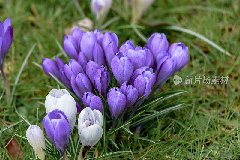 春草地里的紫色花朵