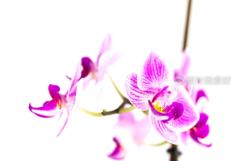 粉紫兰花