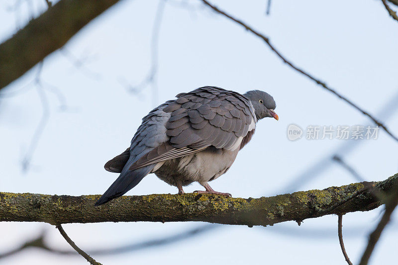 野岩鸽子栖息在树枝上