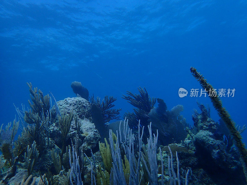 水下珊瑚花园