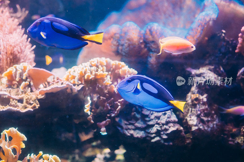 在水中游泳的蓝塘鱼。在海洋水族馆的受欢迎的鱼，需要一个大的珊瑚水族馆能够生活在人工饲养。它是副棘thurus属的唯一成员