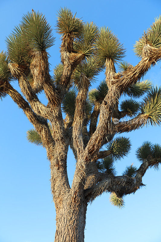 约书亚树国家公园的约书亚树。加州。美国