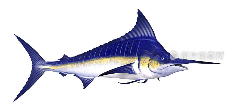 3D渲染marlingfish在白色