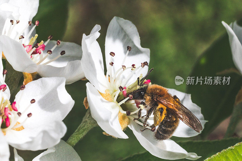 白色的樱花盛开