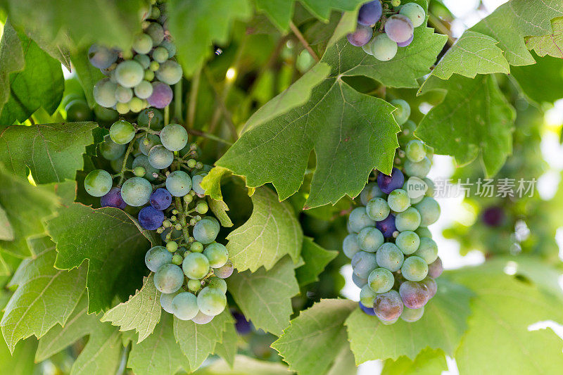 葡萄园里未成熟的红葡萄