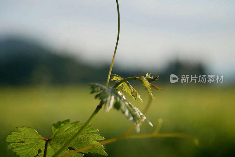 葡萄在葡萄酒地里生长