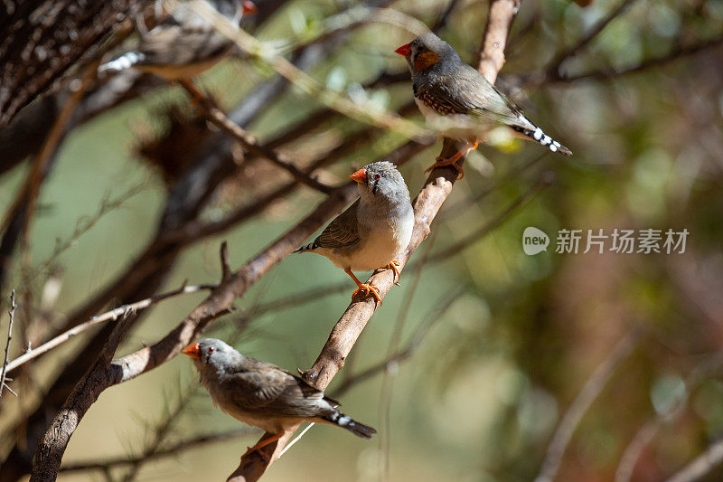 几只斑胸草雀在澳大利亚中部的一棵沙漠树上闲逛