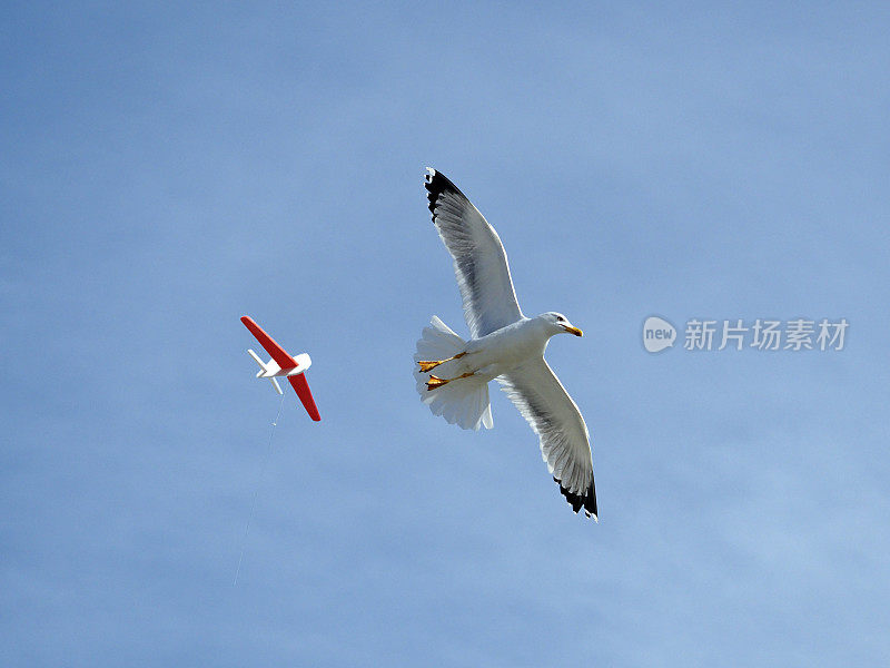 学习开飞机