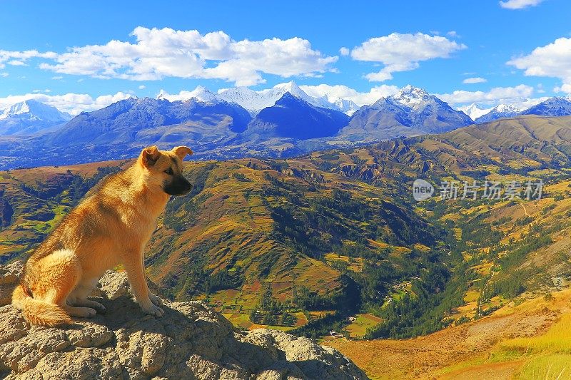 在看风景的狗:秘鲁安第斯山脉的布兰卡山脉