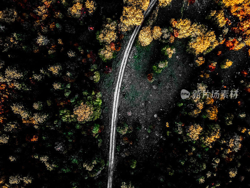 高角度视角的道路通过森林