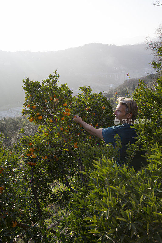 男人摘橘子树